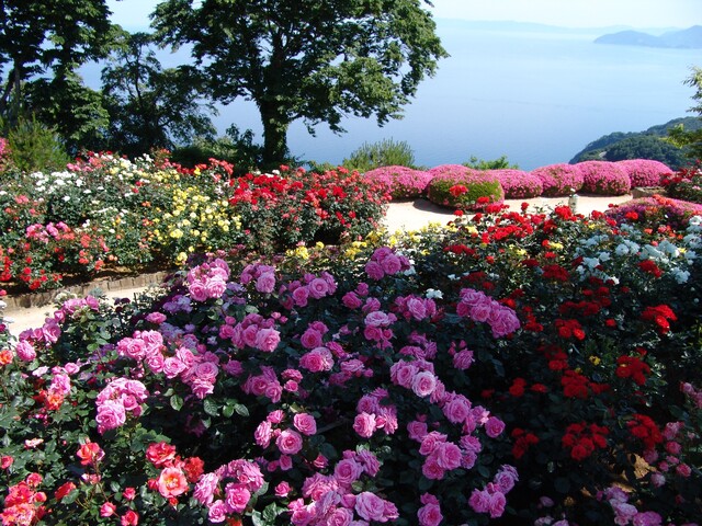 三方五湖バラ園