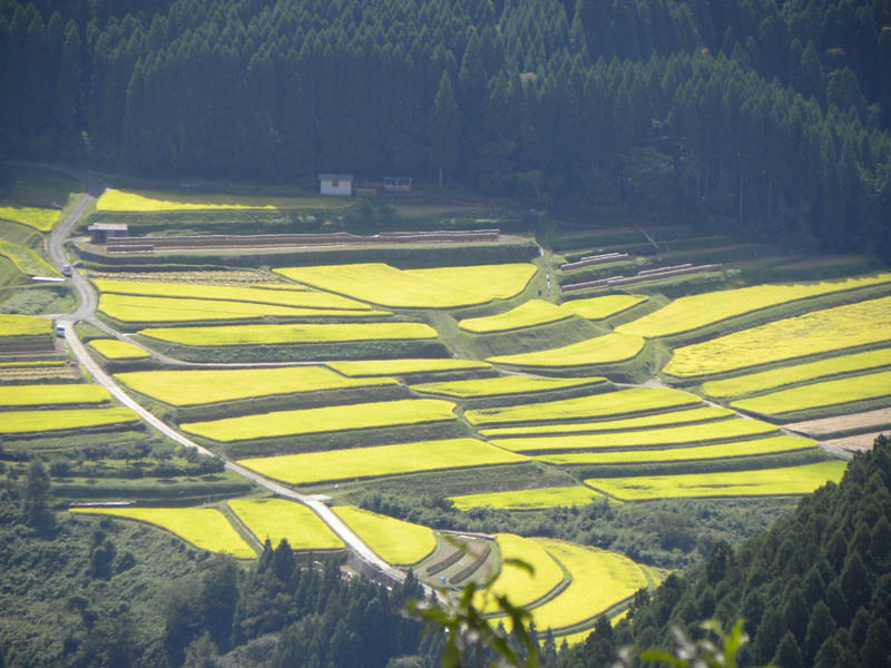 山浦早水の棚田