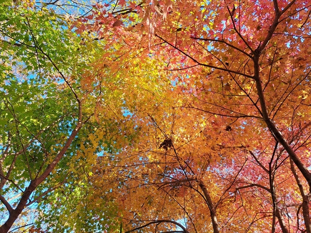 3色紅葉　キャプション