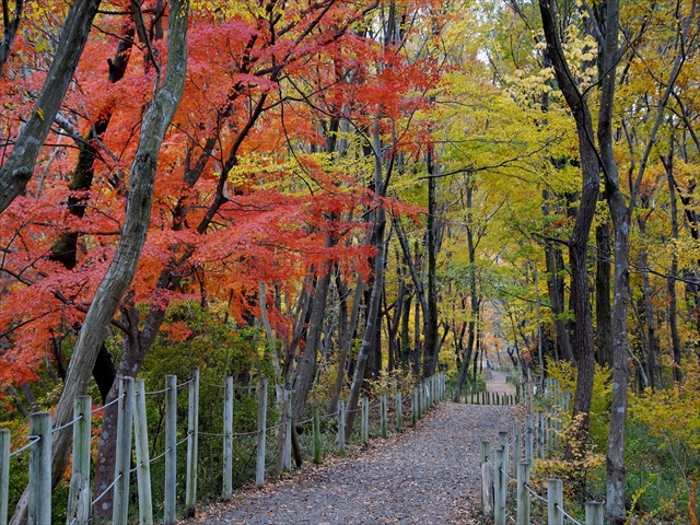 紅葉　道