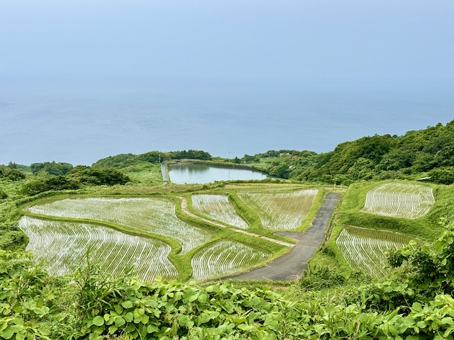 向津具　むかつく　棚田