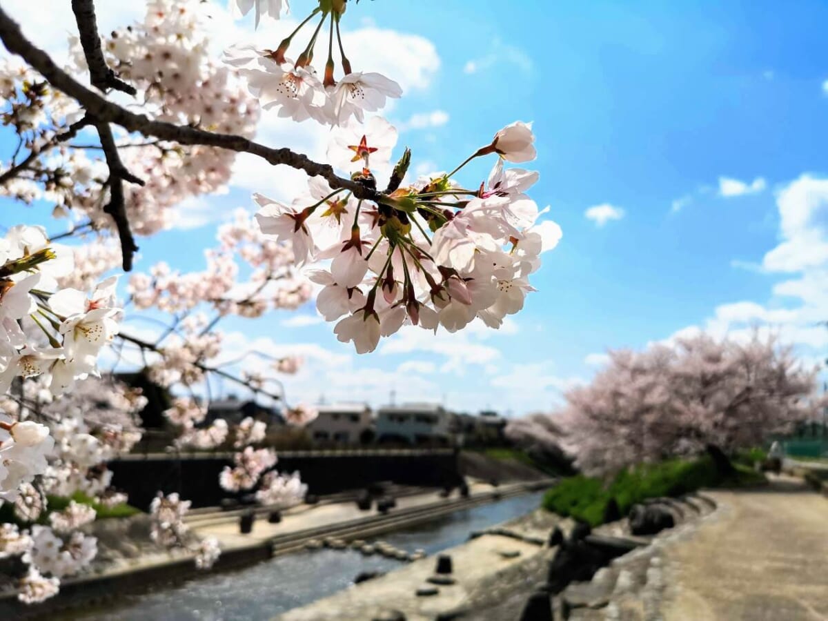 奈良県奈良市・佐保川の桜