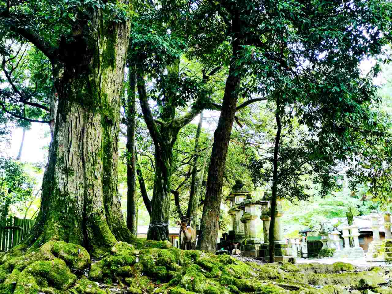 奈良県奈良市・奈良公園