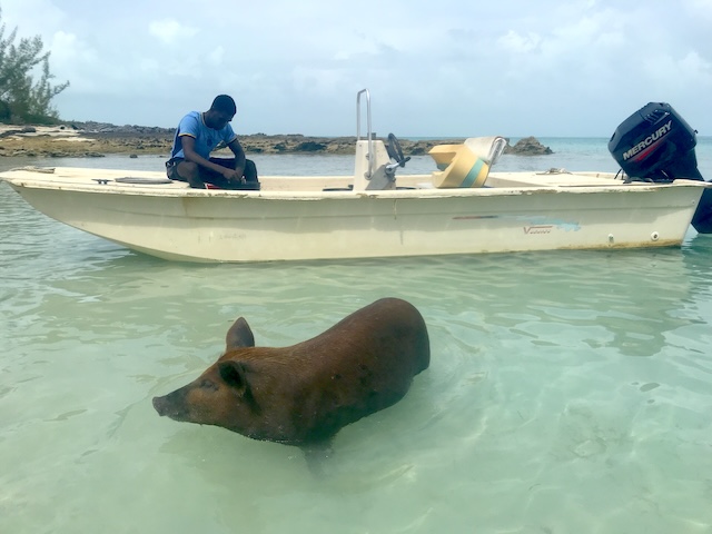 bahama バハマ　エグズーマ諸島 ピッグビーチ