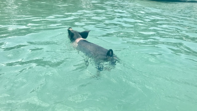 bahama エグズーマ諸島 ピッグビーチ　泳ぐ姿