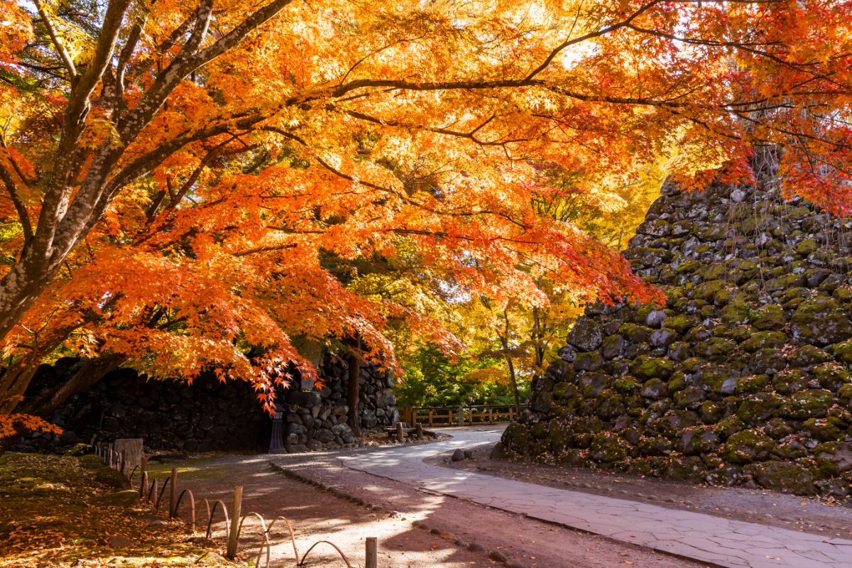 【長野県小諸市】まもなく紅葉が見頃に！秋の新そばや和のイルミネーションなどグルメや見どころも