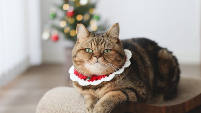 猫の祭典「ねこ休み展 in 横浜」】2年ぶり・12月14日から開催！早割