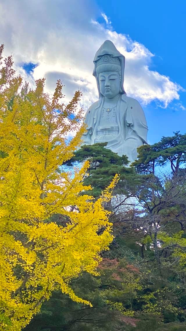 高崎白衣大観音　銀杏