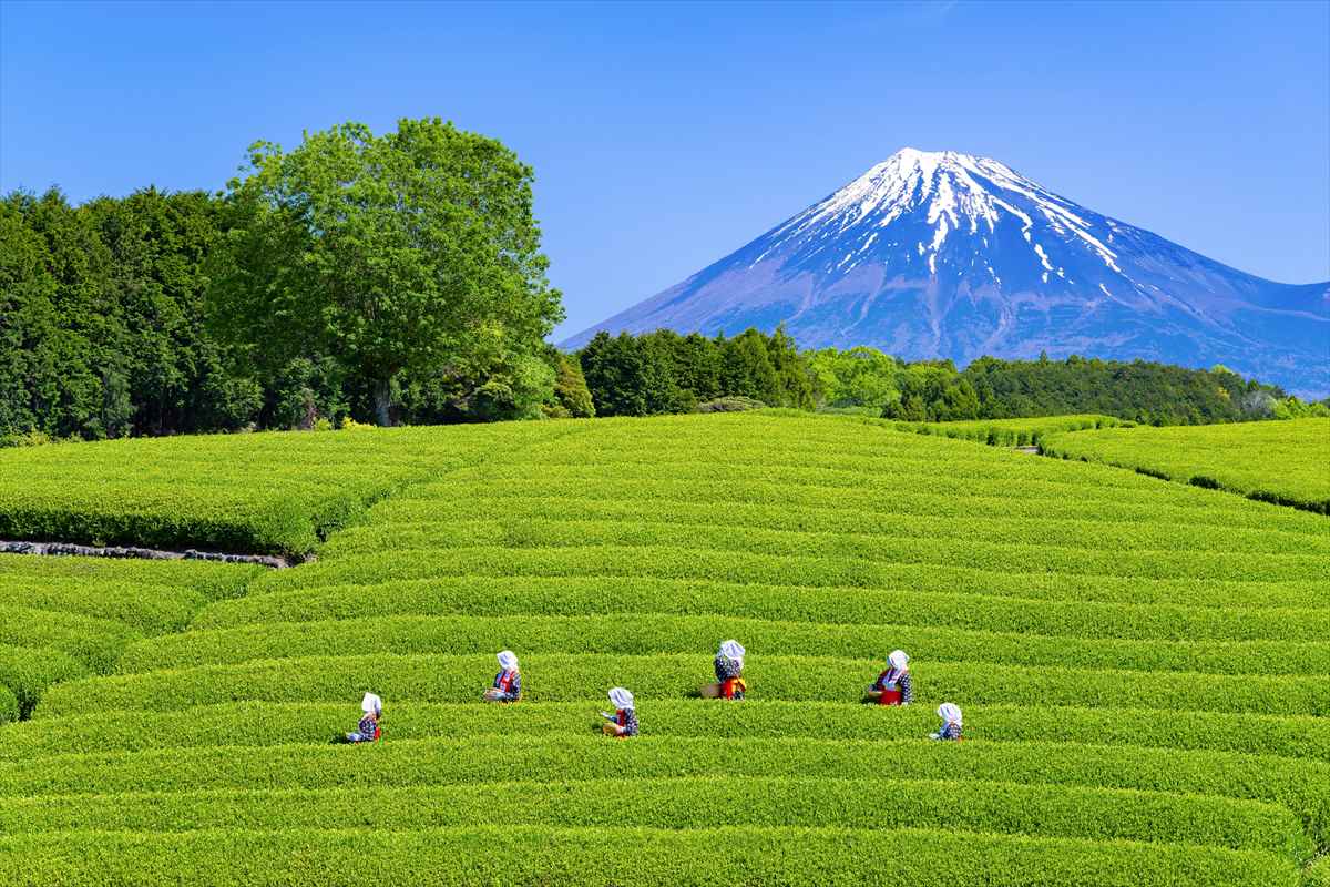 静岡茶　茶畑