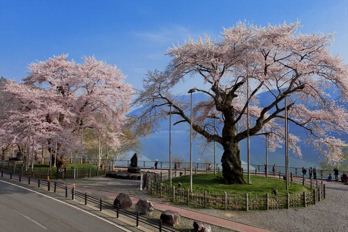 御母衣ダム　荘川桜