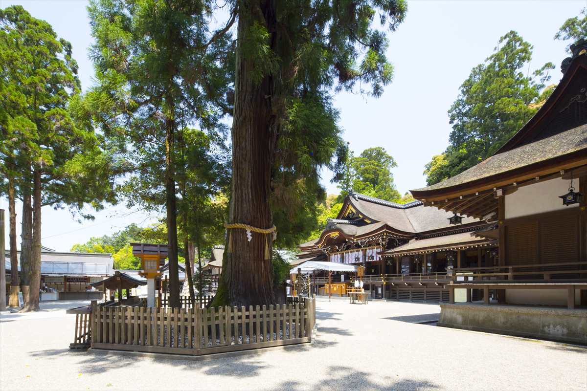 大神神社　巳の神杉