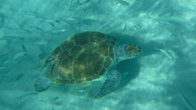 キュラソー島　カラフルタウン　ウミガメビーチ