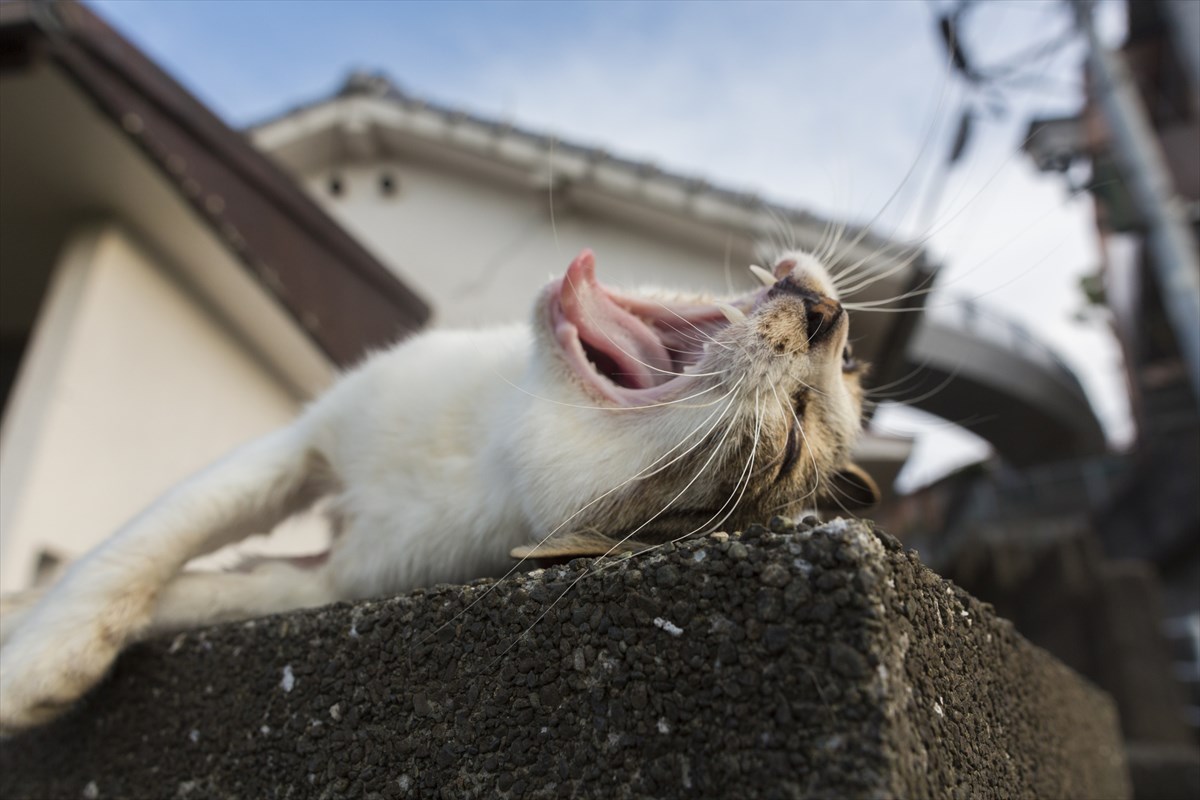 あくびする猫