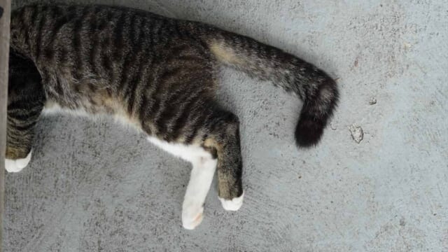 尾が紫の猫 昭和25年頃