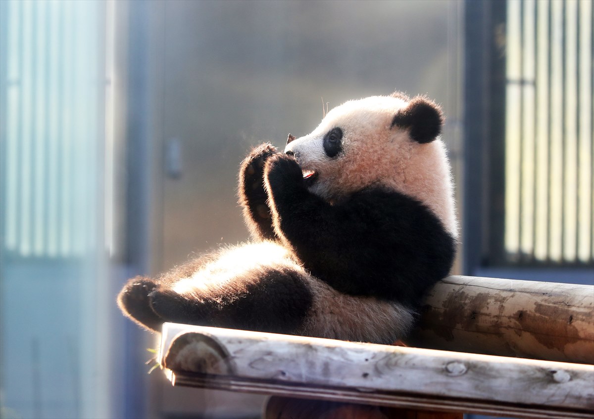 【日本三大動物園】東京「上野動物園」・愛知「東山動植物園」もう一箇所は？見どころや動物の種類についても解説