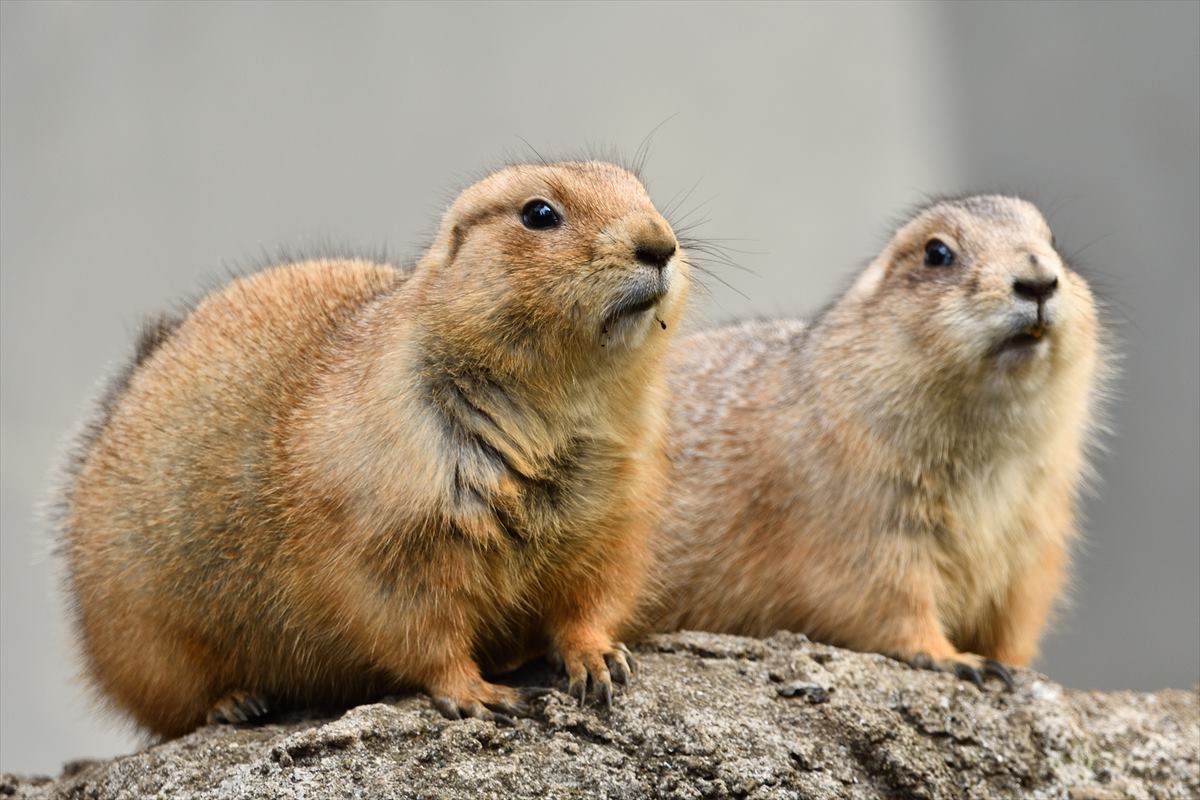 プレーリードッグ　上野動物園