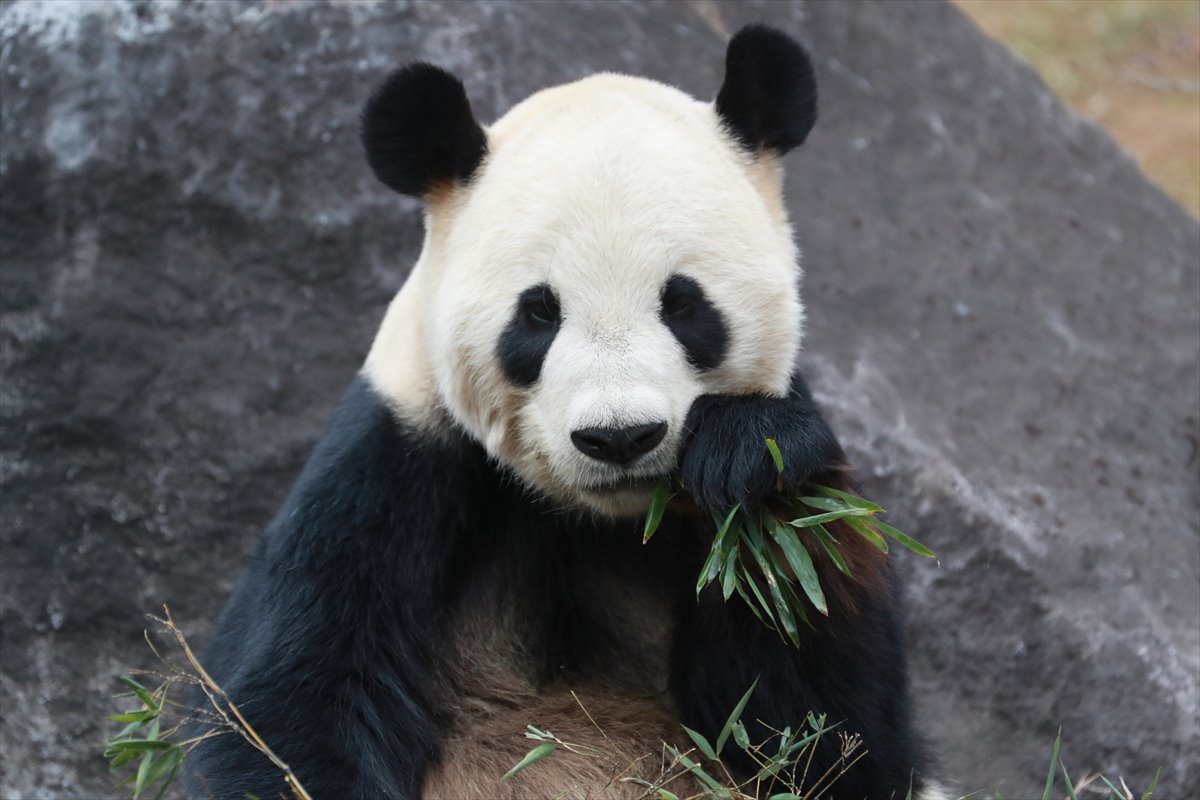 上野動物園　ジャイアントパンダ