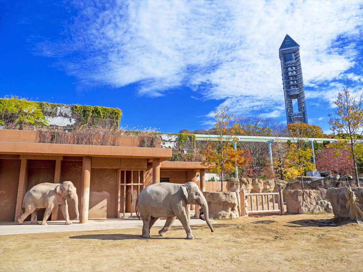 東山動植物園　ゾウ　