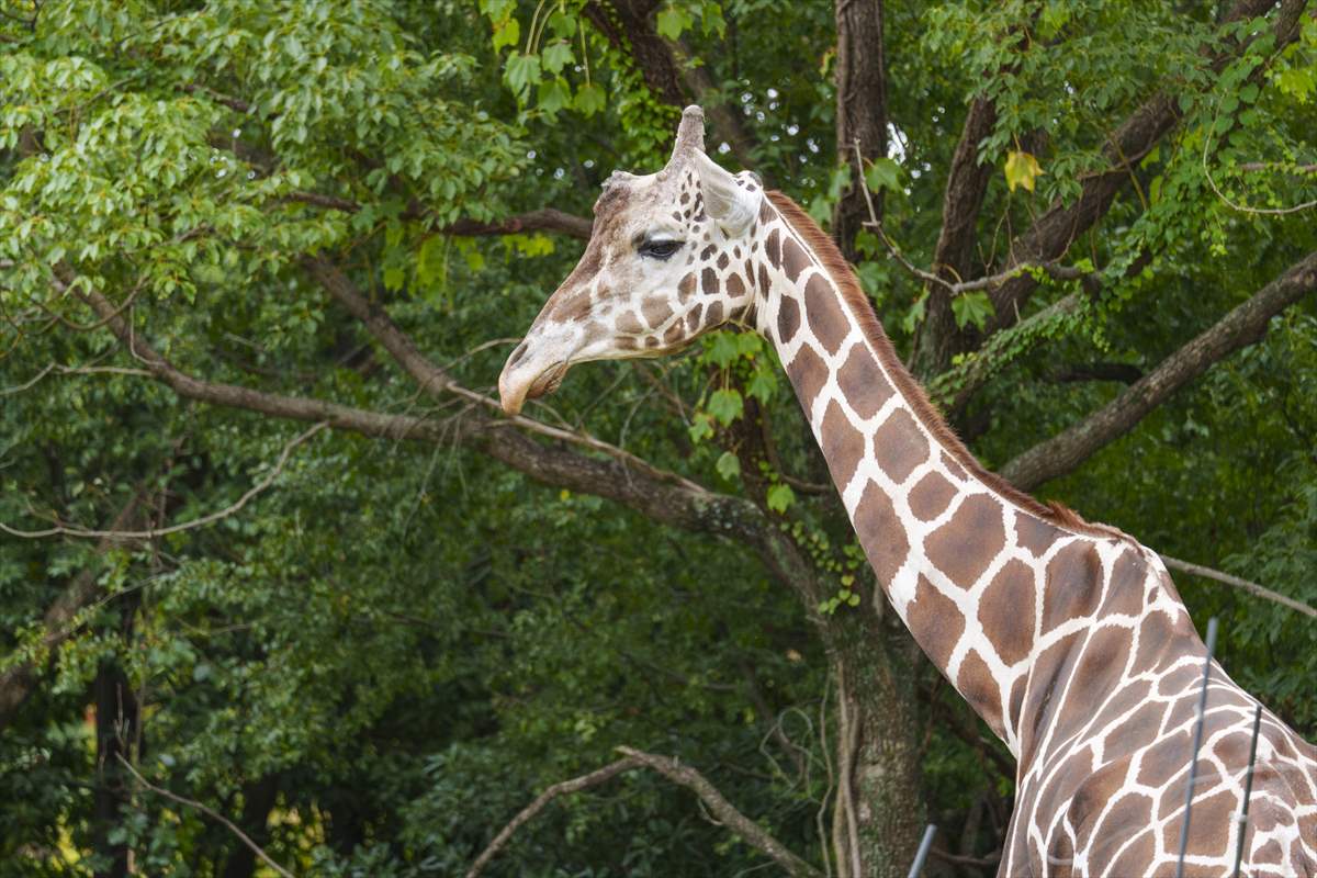 天王寺動物園 　キリン