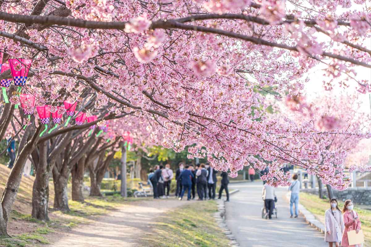 徳島中央公園　サクラ