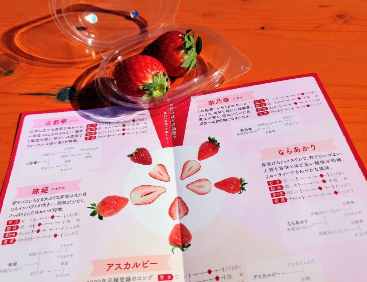 神奈川県横浜市・横浜赤レンガ倉庫「Yokohama Strawberry Festival 2025」2月6日に無料配布された奈良県のブランドいちご「古都華、菜乃華」