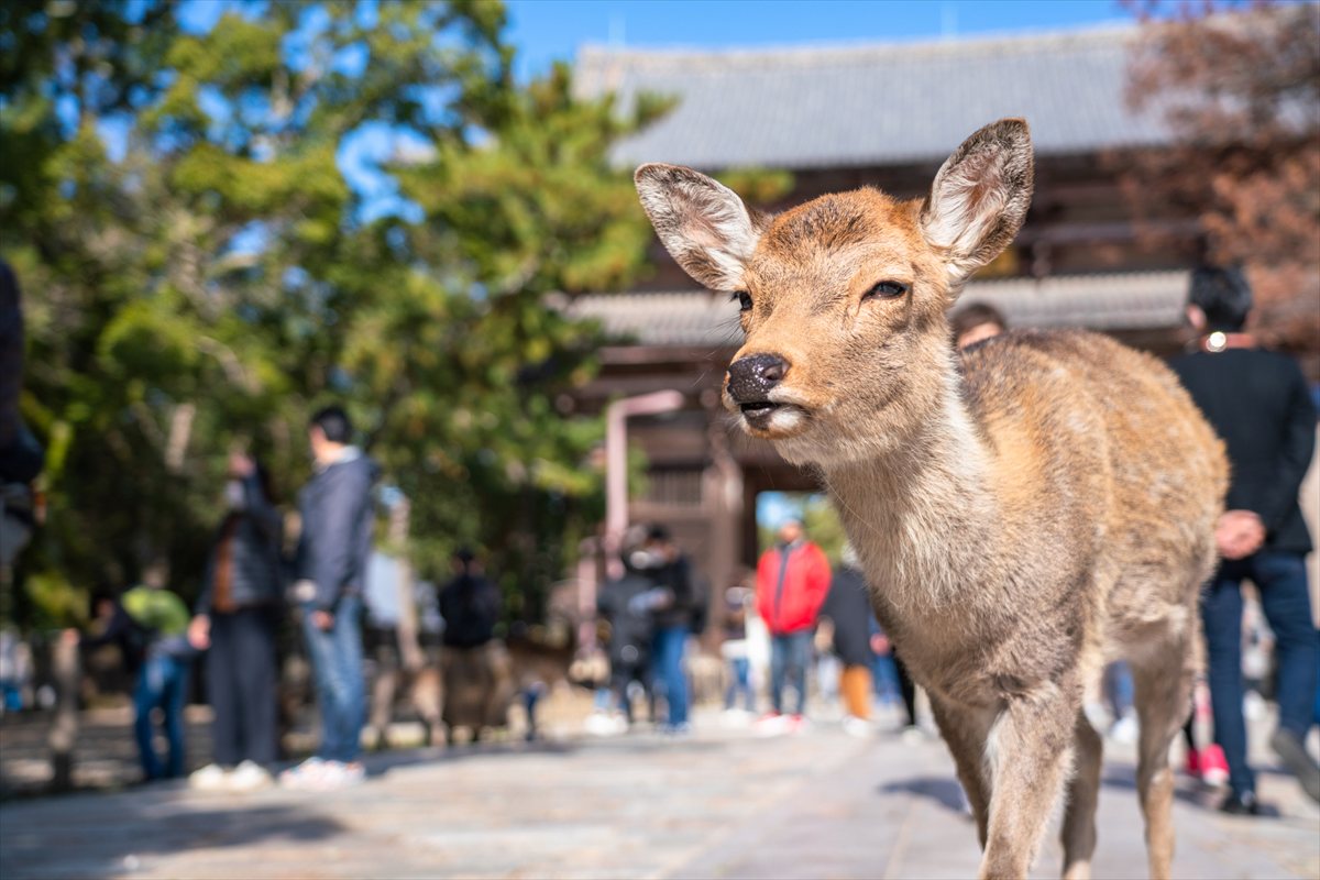 奈良公園