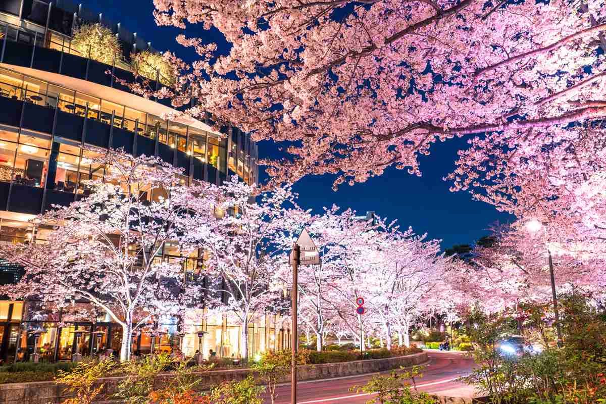 仕事終わりでも行ける！東京で桜のライトアップが楽しめる花見スポット│アクセスや実施時間も紹介