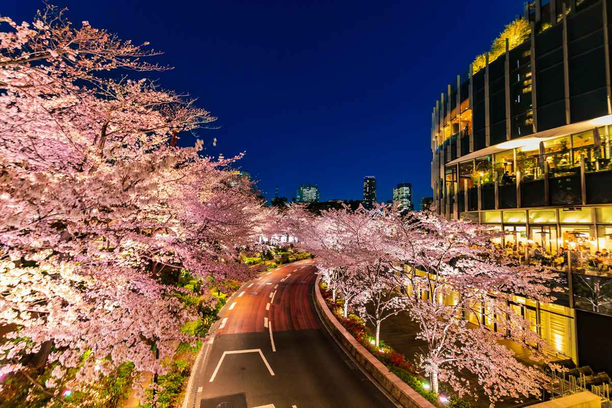 東京ミッドタウン　桜並木