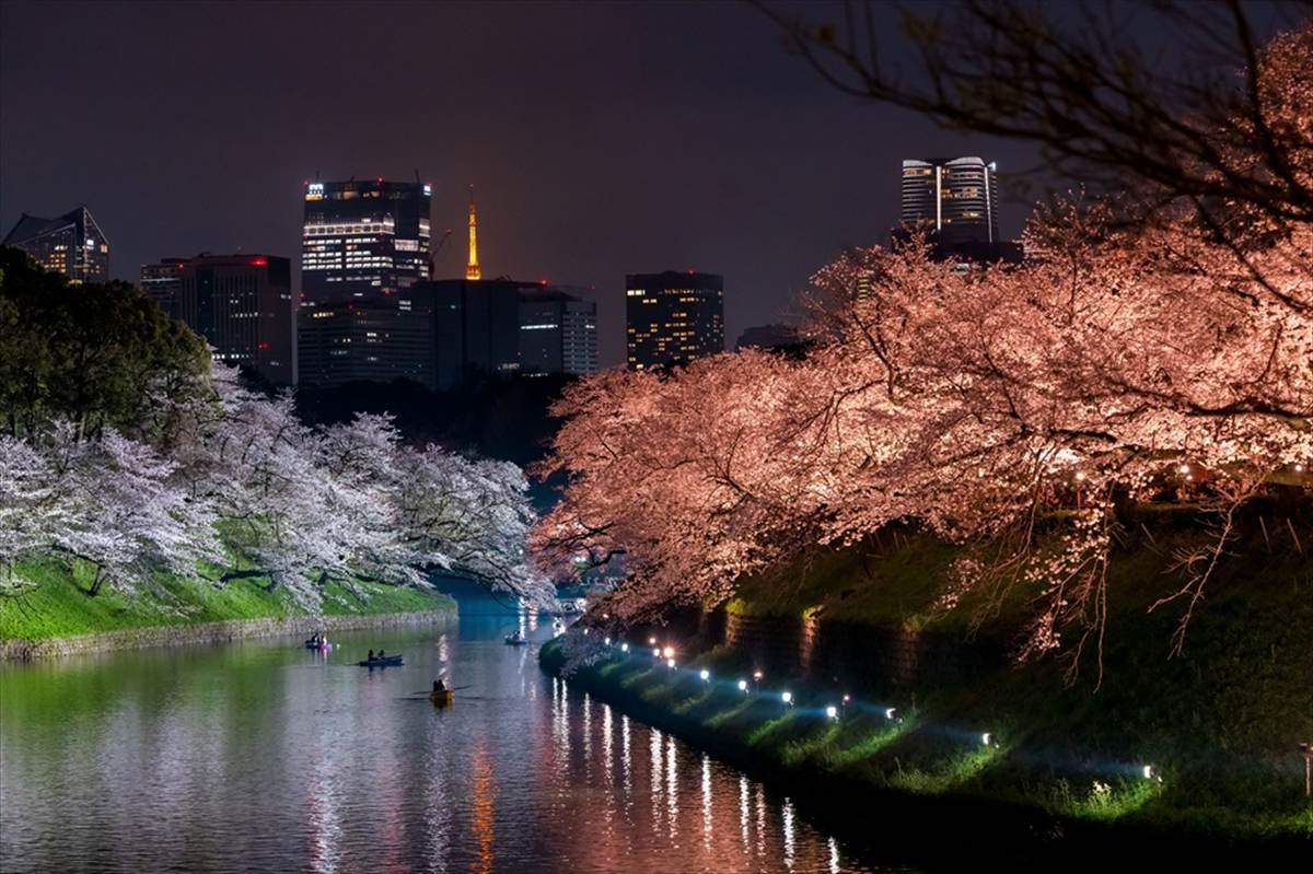 千鳥ヶ淵　夜桜