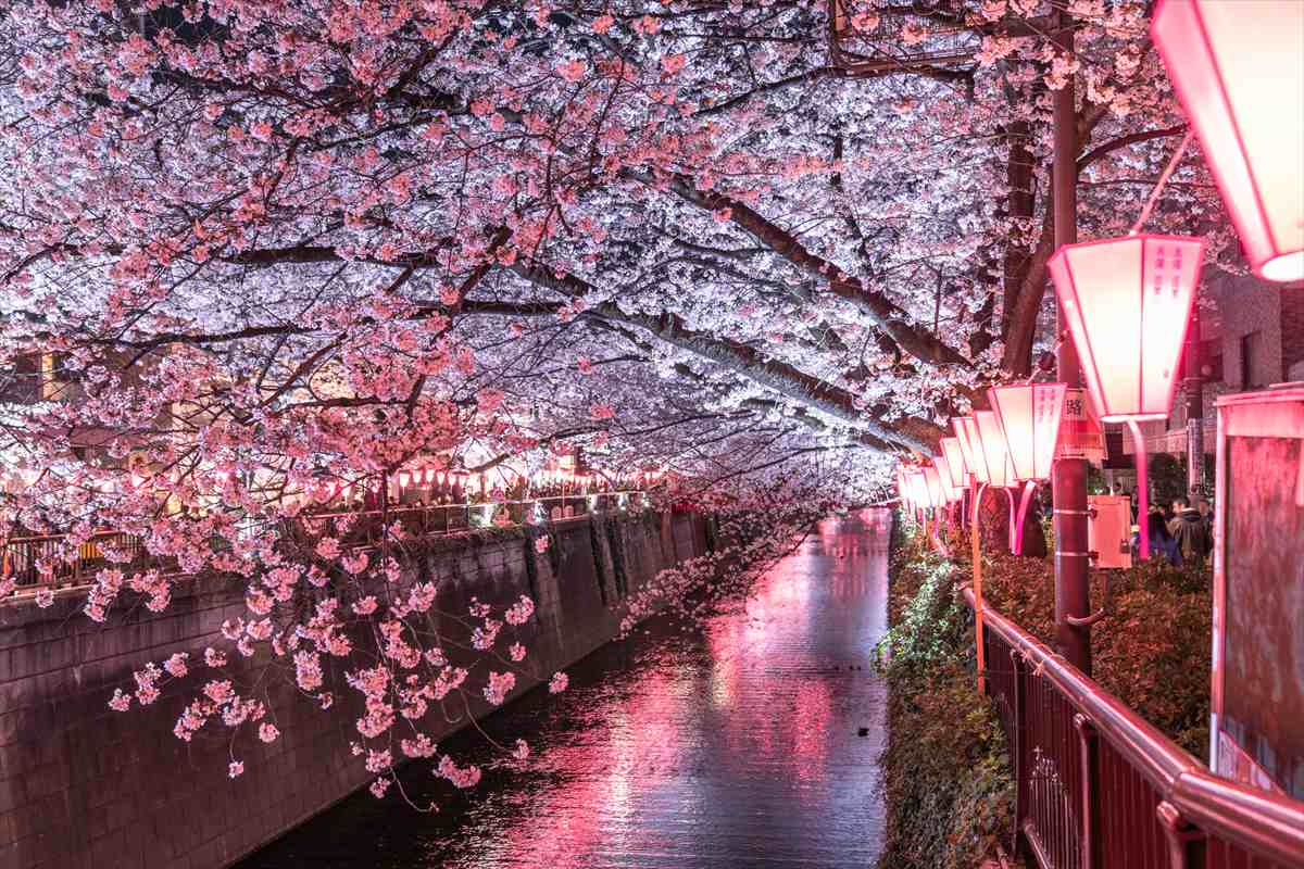 目黒川　夜桜ライトアップ