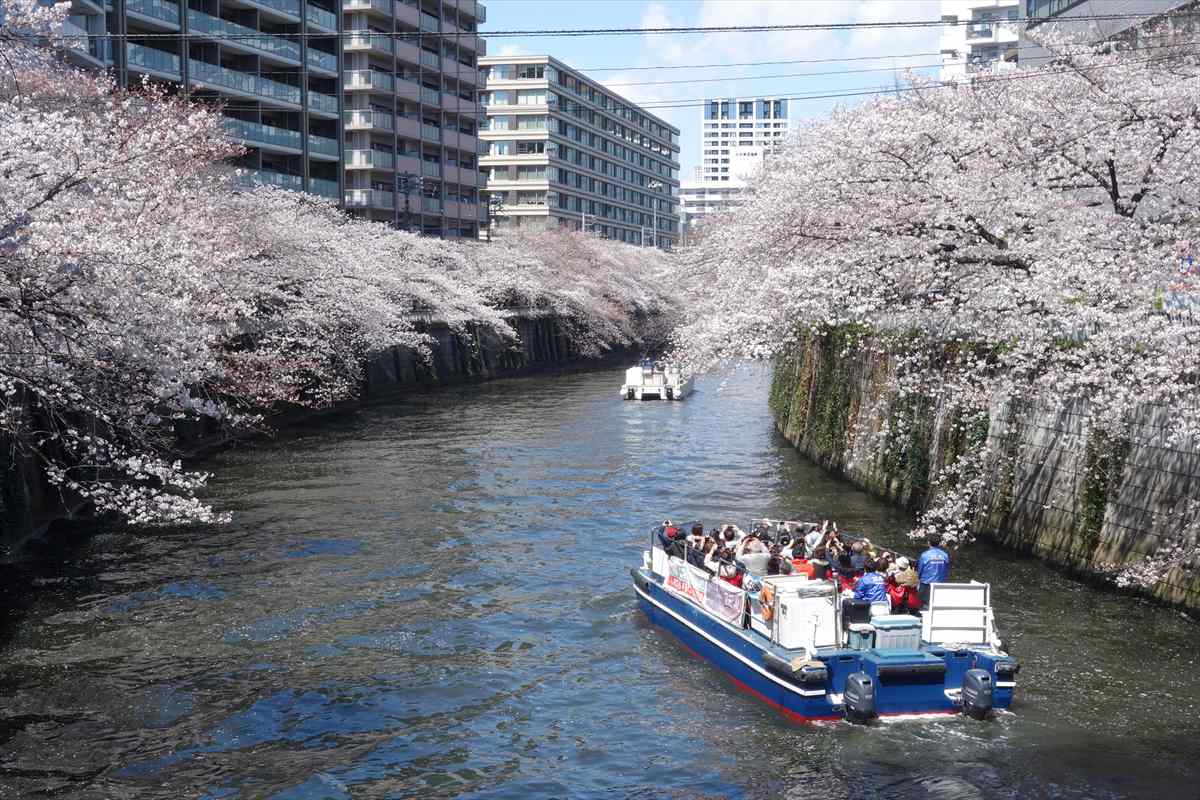 目黒川　桜クルーズ