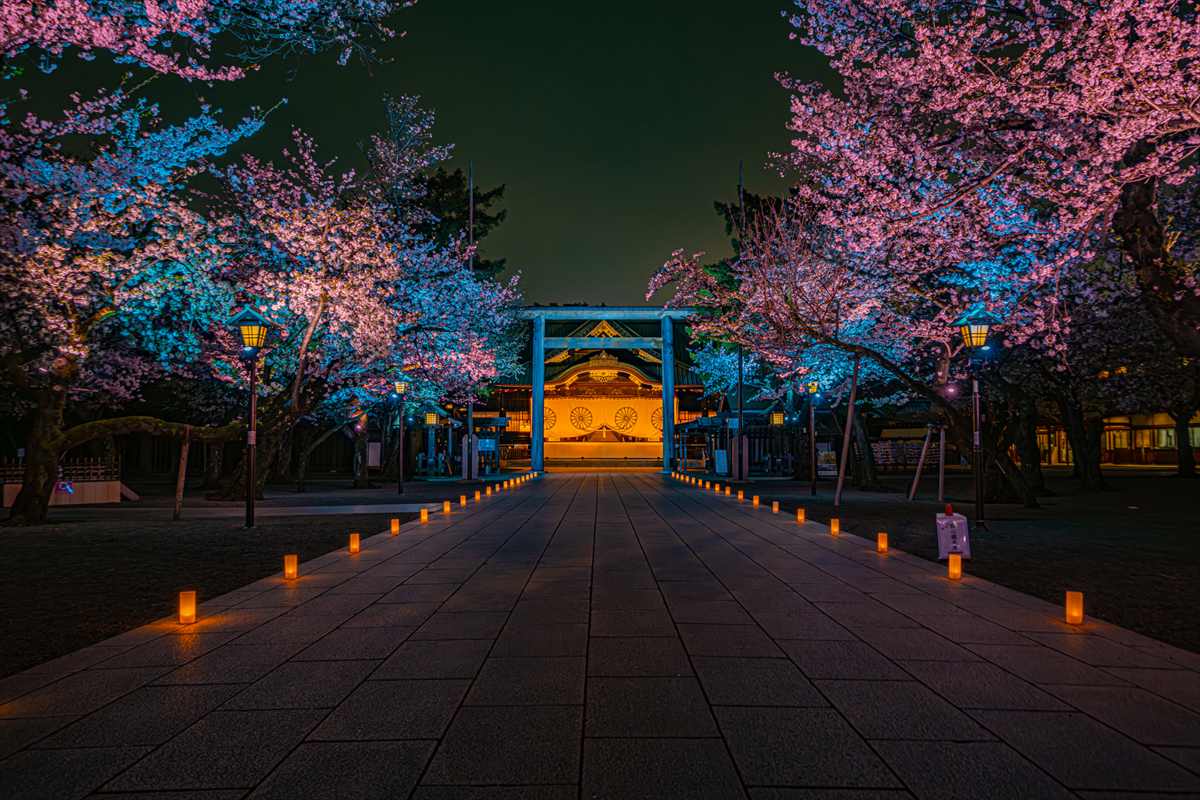 靖国神社　夜桜