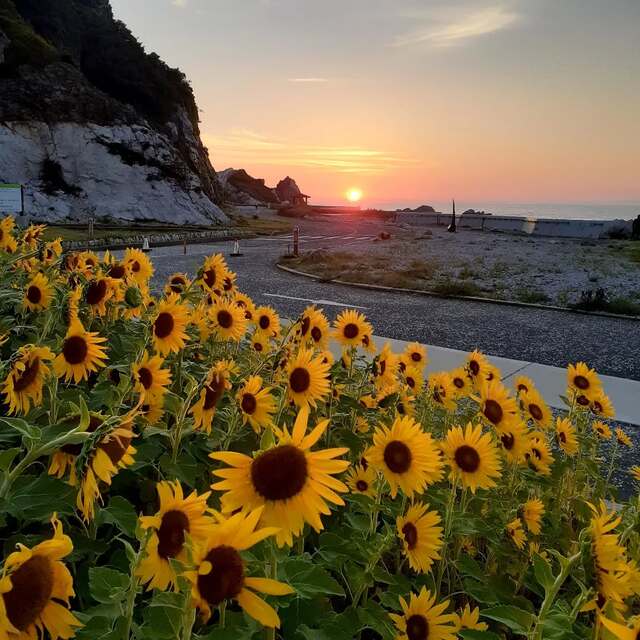 道の駅白崎海洋公園 ひまわりと夕陽