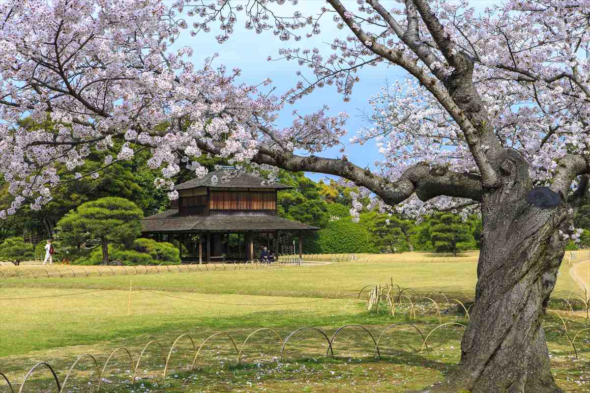 後楽園　桜