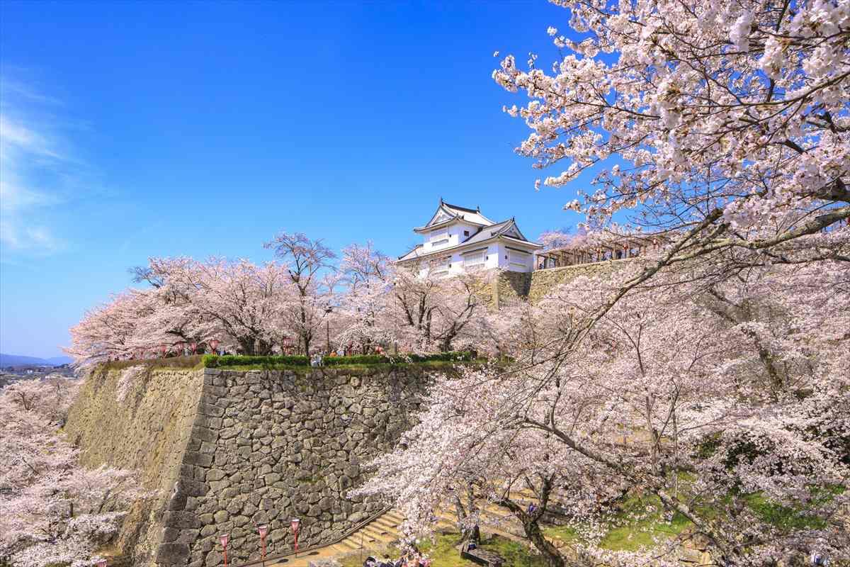 【この春に行くべき岡山県の桜の名所5選！】歴史を感じる岡山後楽園＆樹齢1,000年超えの名桜も！