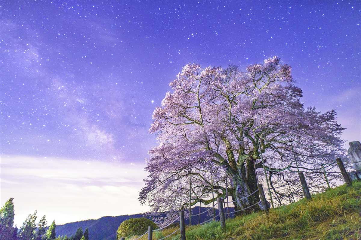 醍醐桜　桜