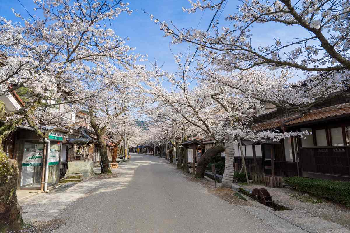 がいせん桜通り　桜