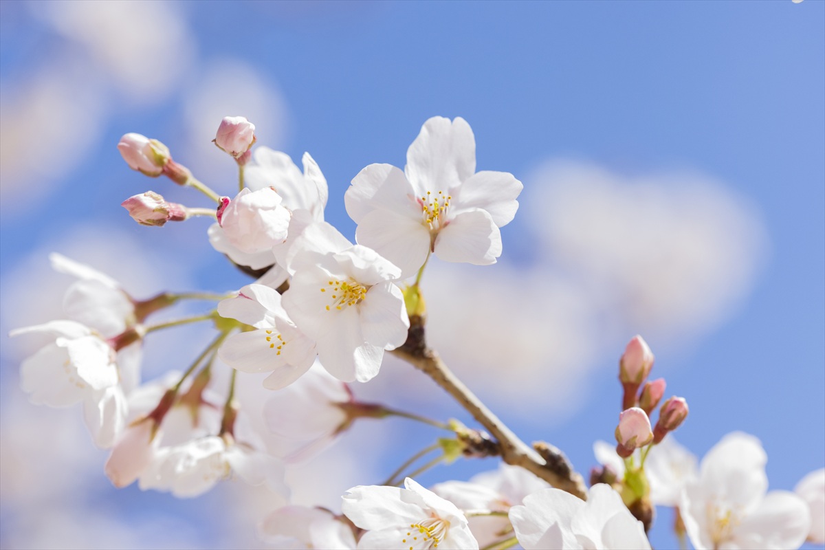 桜　接写