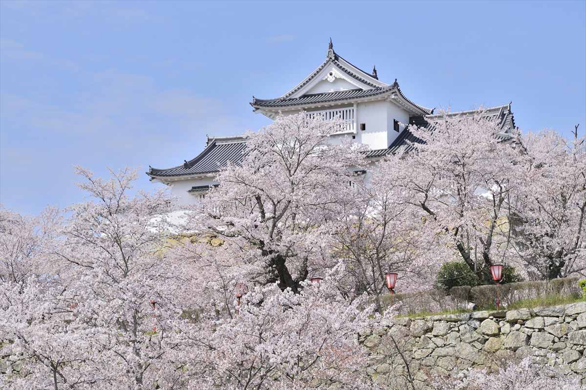 津山城　桜