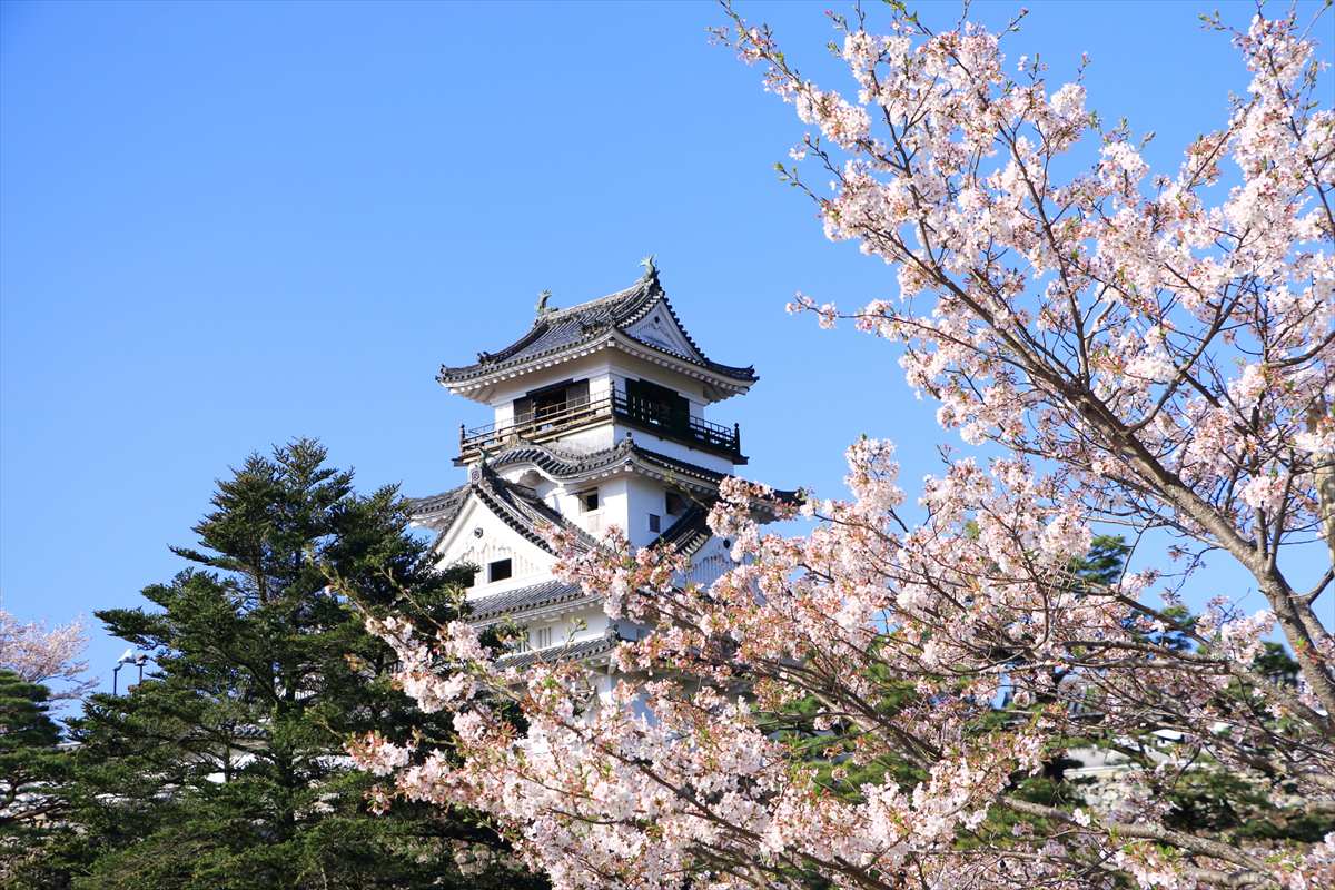 【この春に行くべき高知県の桜の名所5選！】コントラストが美しい「高知城」ほか樹齢500年超えの名桜も！