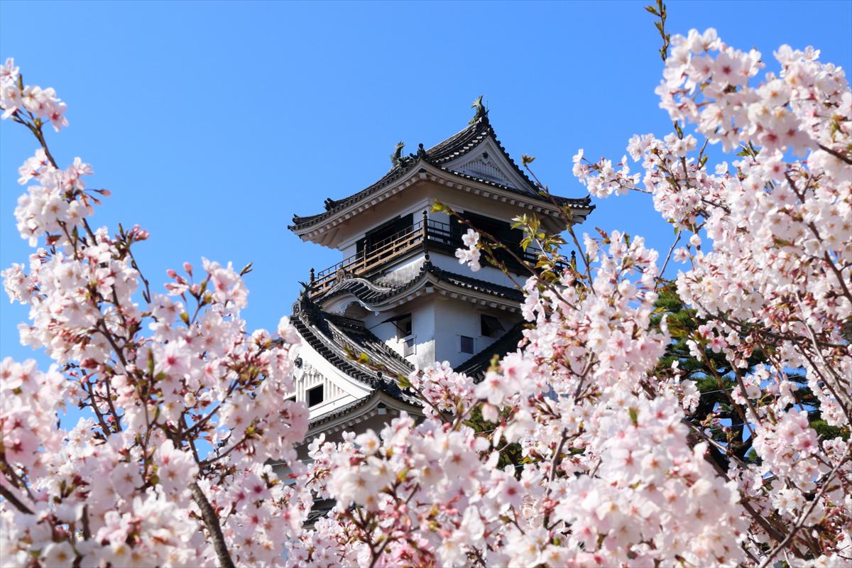 高知県　高知城　桜