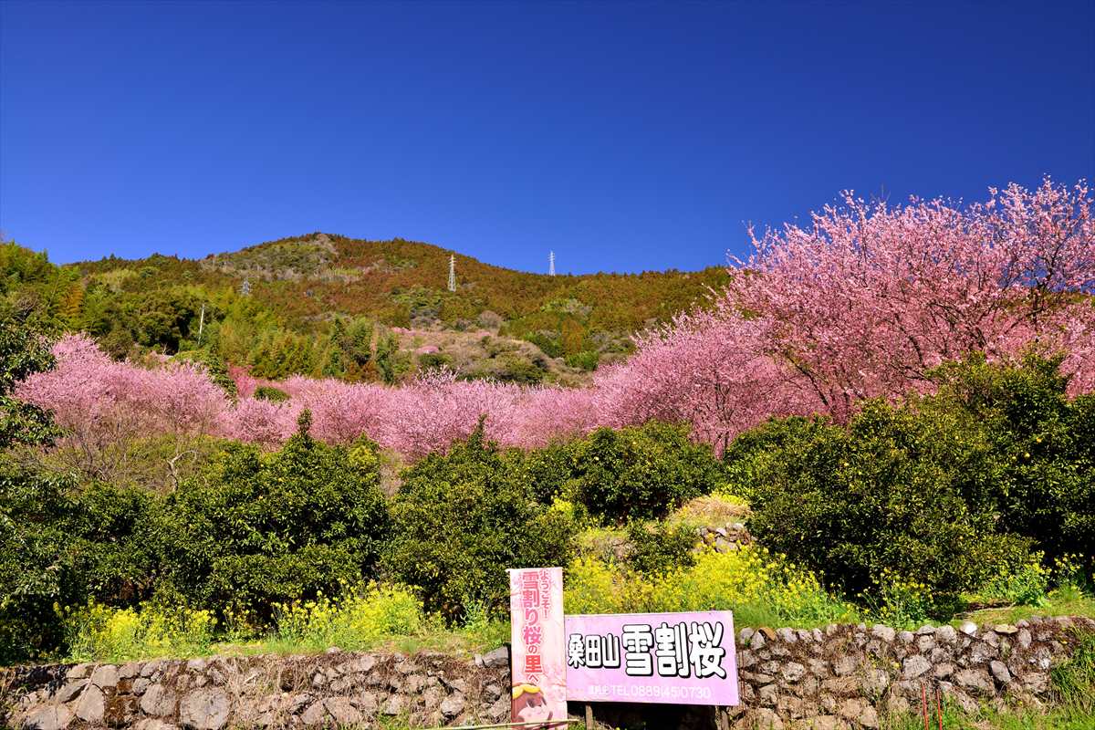 高知県　雪割桜　