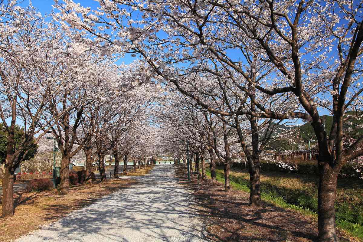 高知県　鏡野公園　桜