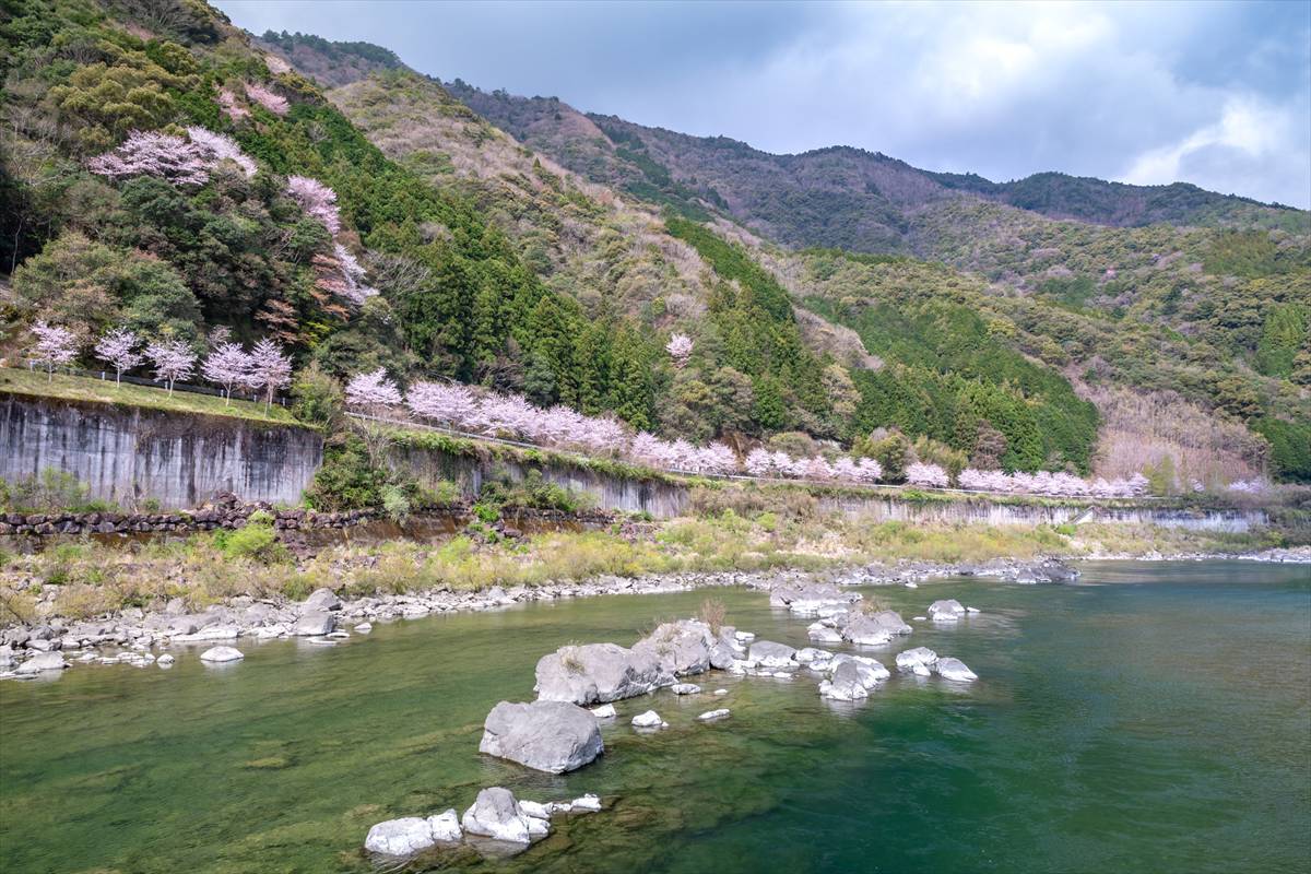 高知県　四万十川　桜