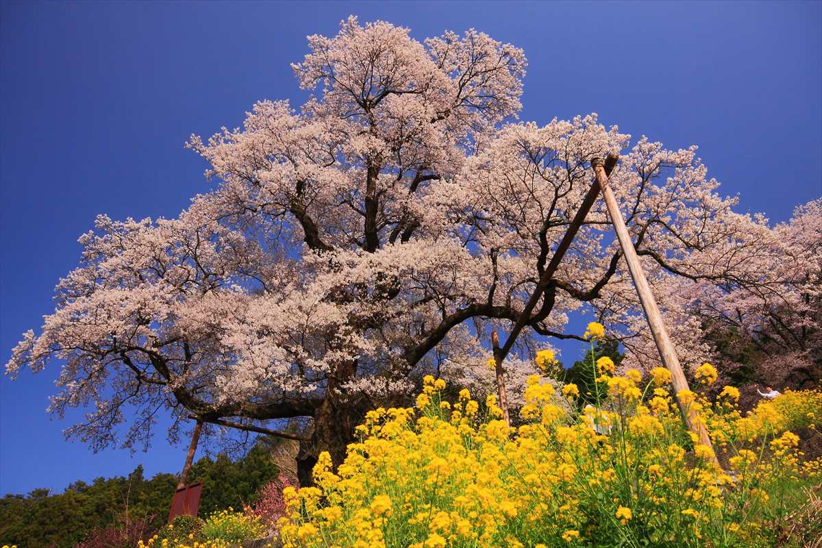 高知県　ひょうたん桜