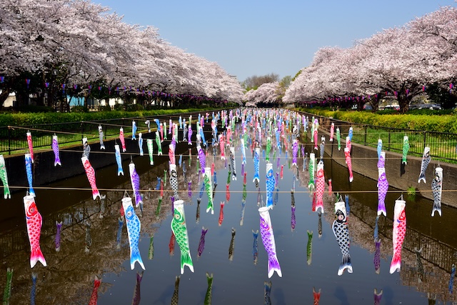 日本人なら一度は見るべし!世界に誇る圧巻の光景、「鯉のぼり祭り」 世界一こいのぼりの里まつり