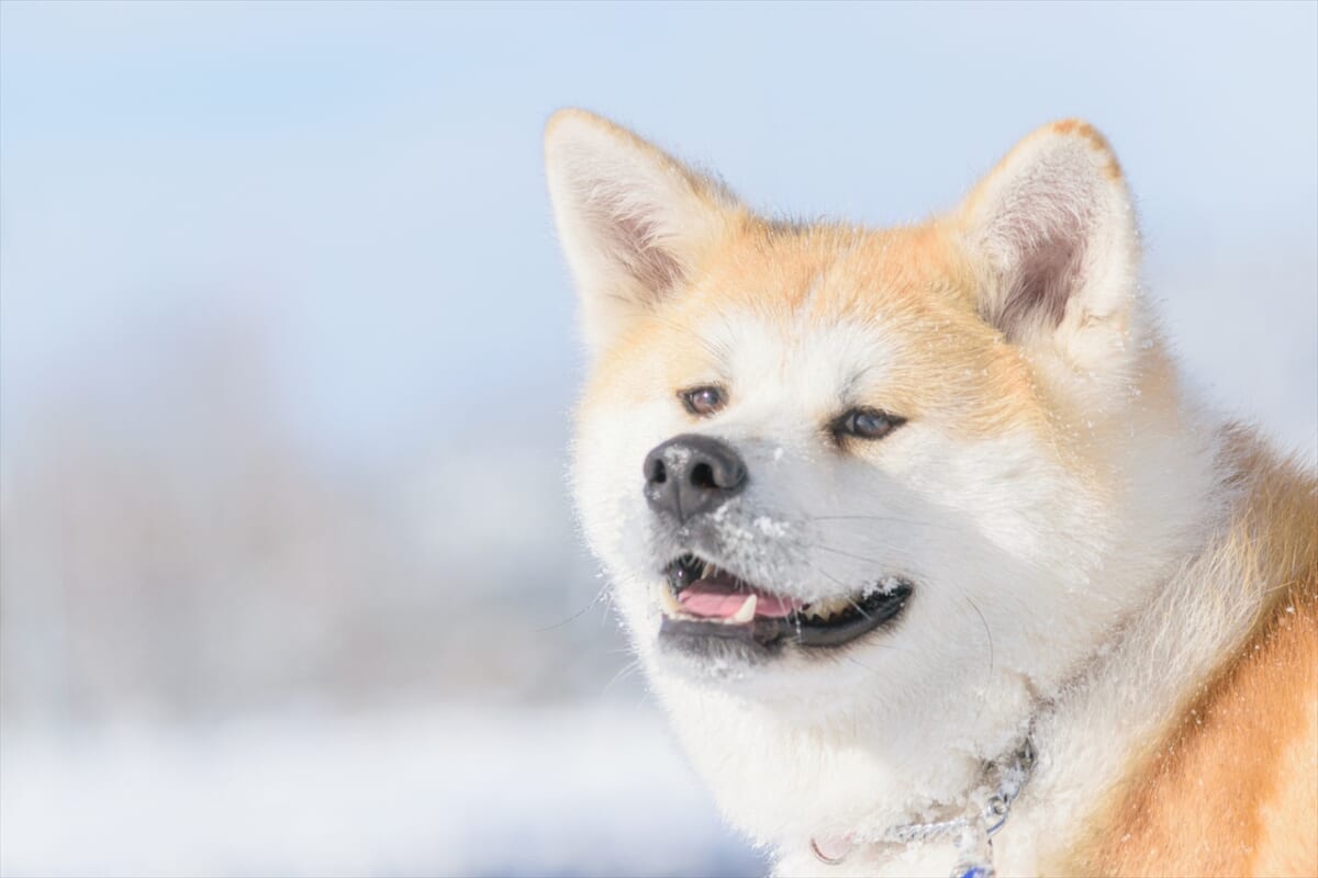 秋田犬