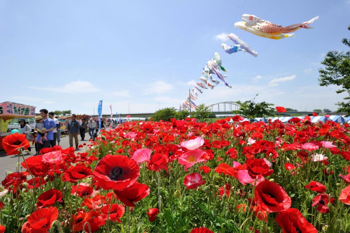 約50万本のポピーが咲き誇る「花とふれあいまつり」Eボート大会も同時開催｜茨城県下妻市・鬼怒川河川敷