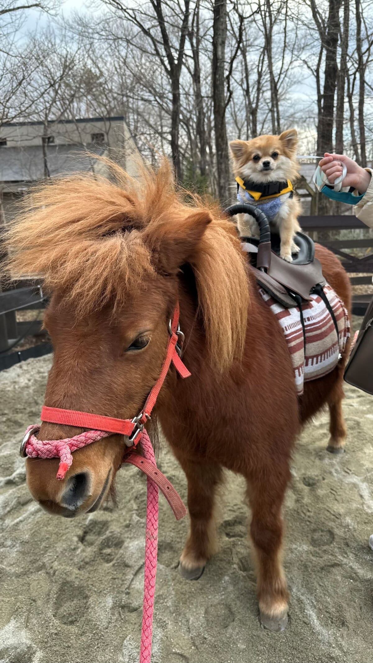 【愛犬と一緒に楽しむポニー乗馬体験】ワンちゃんと過ごす特別なひととき｜ホテルフォレストヒルズ那須