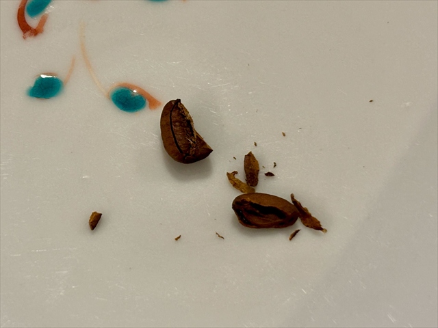 MUIのコーヒーがおいしい理由 欠点豆の排除 クエーカー接写